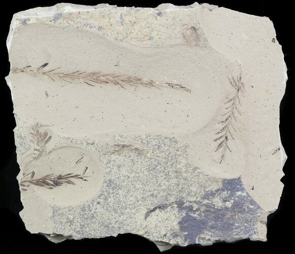 Metasequoia (Dawn Redwood) Fossil Plate- Montana #47087